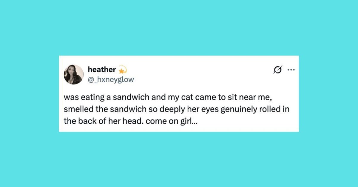 Top Funny Pet Posts: Cats and Dogs' Hilarious Moments This Week