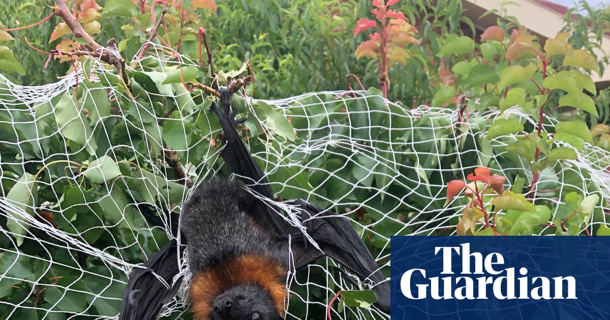 Everyday items endangering Australian wildlife: How to prevent entanglements
