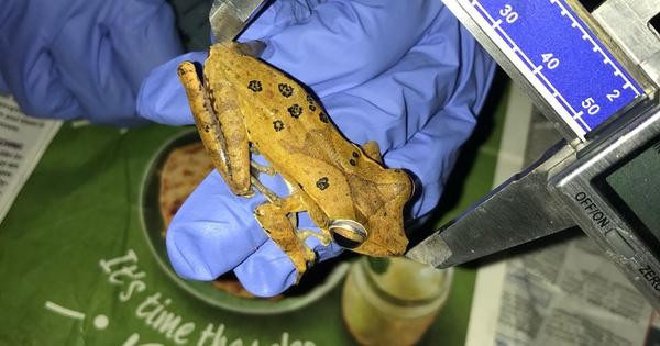 Urbanisation reshapes frog communities in Western Ghats, study finds