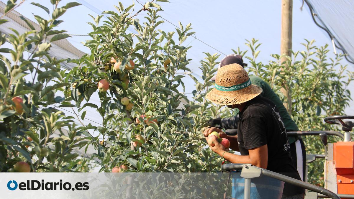 Trabajador agrícola fallece en Lleida durante ola de calor
