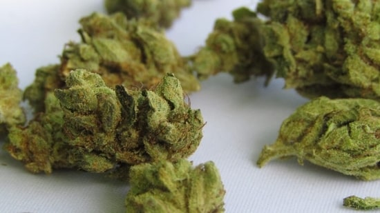 6.4 kg hydroponic weed seized at Delhi Airport, three arrests made