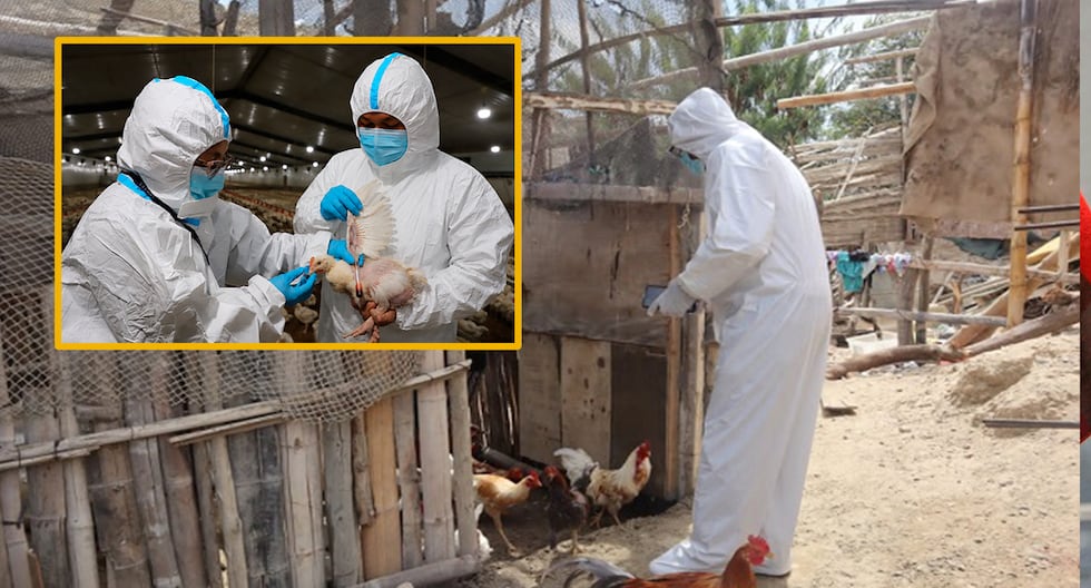 Senasa declara emergencia sanitaria nacional por brote de influenza aviar H5N1 en Cañete