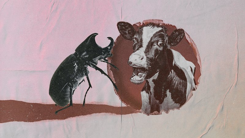 Dung beetles help reduce fly populations and carbon emissions