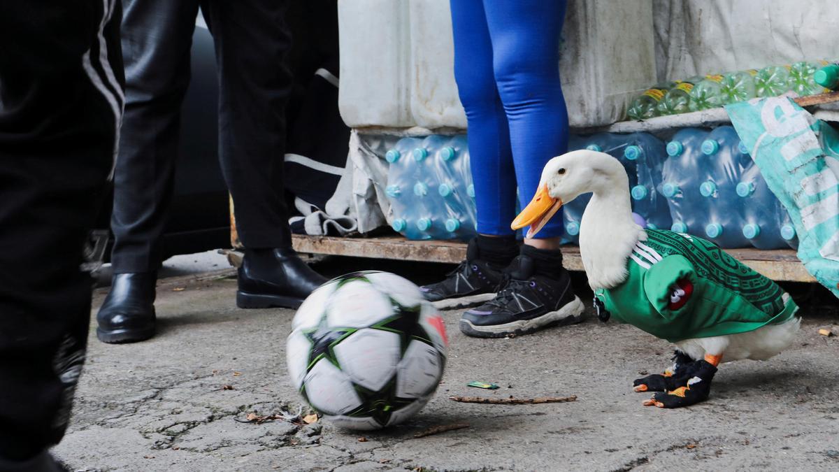 FIFA World Cup 2026: Animals That Made History