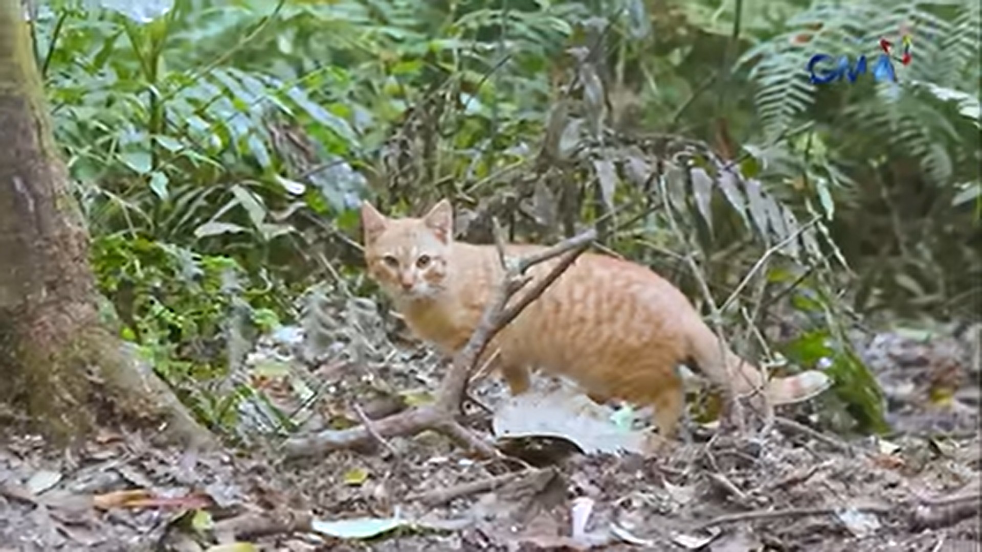 Feral Cats Threaten Endemic Species in Mount Apo's Ecosystem