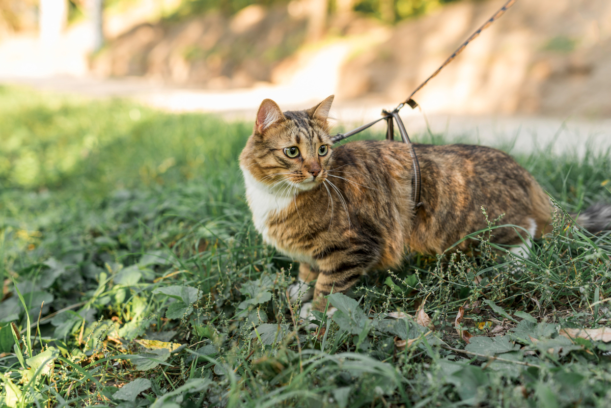 Un estudio propone endurecer normas para gatos que deambulan libremente