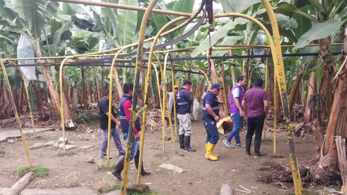 Fusarium R4T afecta plantaciones bananeras en El Oro: activan plan de contingencia