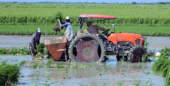 Proyecto Cuba-Vietnam impulsa la recuperación de la producción arrocera en la UEB Agrícola Caribe de Pinar del Río