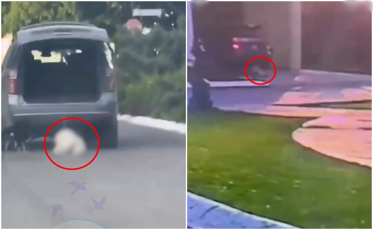 Caso Rocky: Pena por maltrato animal en Coahuila según la ley
