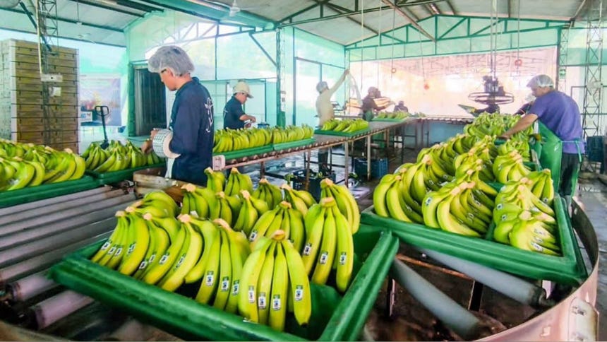 Perú inicia exportación de banano a China desde Lambayeque