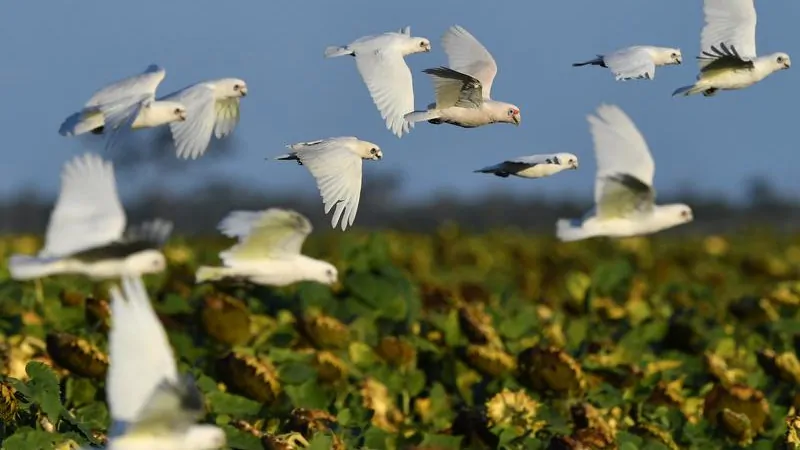 Queensland records first suspected bird flu case after dead petrel found on Moreton Island