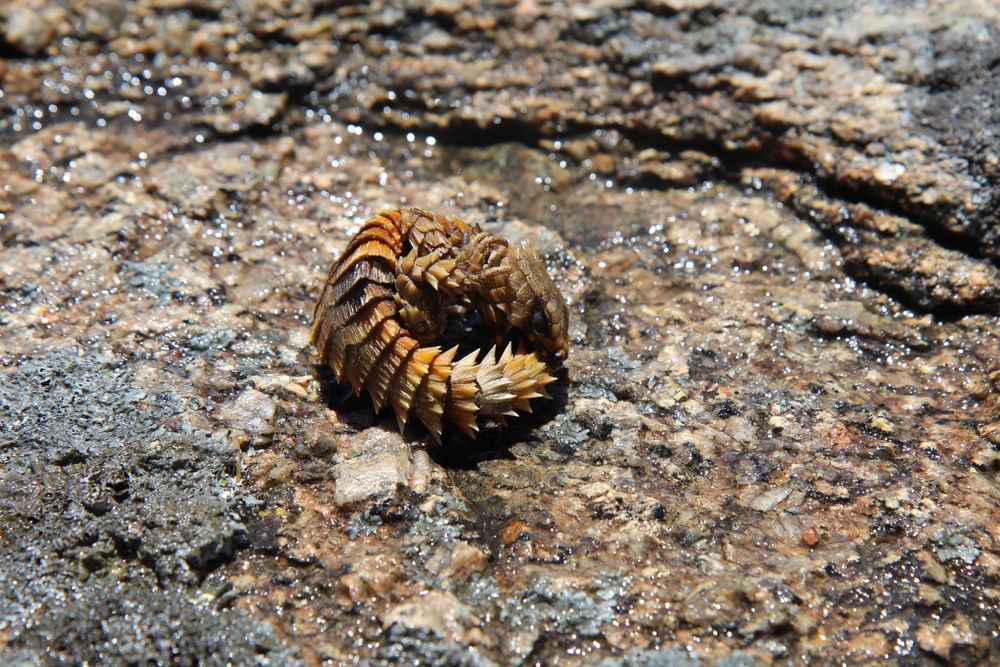 Tourist Behavior Threatens Western Cape Biodiversity