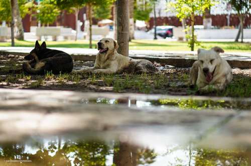 Calor extremo en Baja California y Sonora: alertas por temperaturas récord