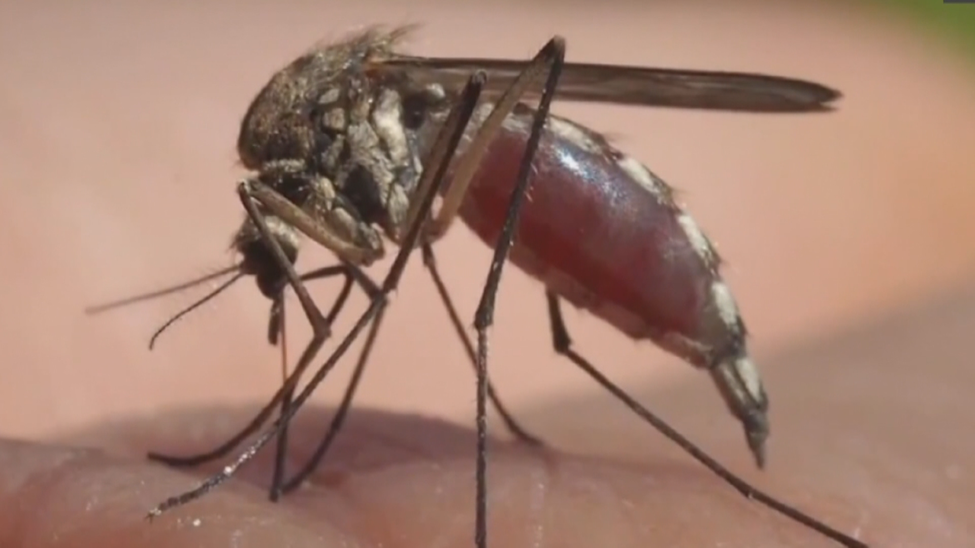 Saskatchewan Faces Surge in Mosquito Population Due to Climate Factors