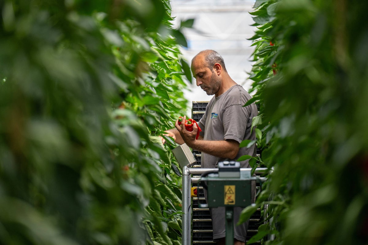 Sainsbury’s Boosts British Salad Produce to Counter Drought Risks