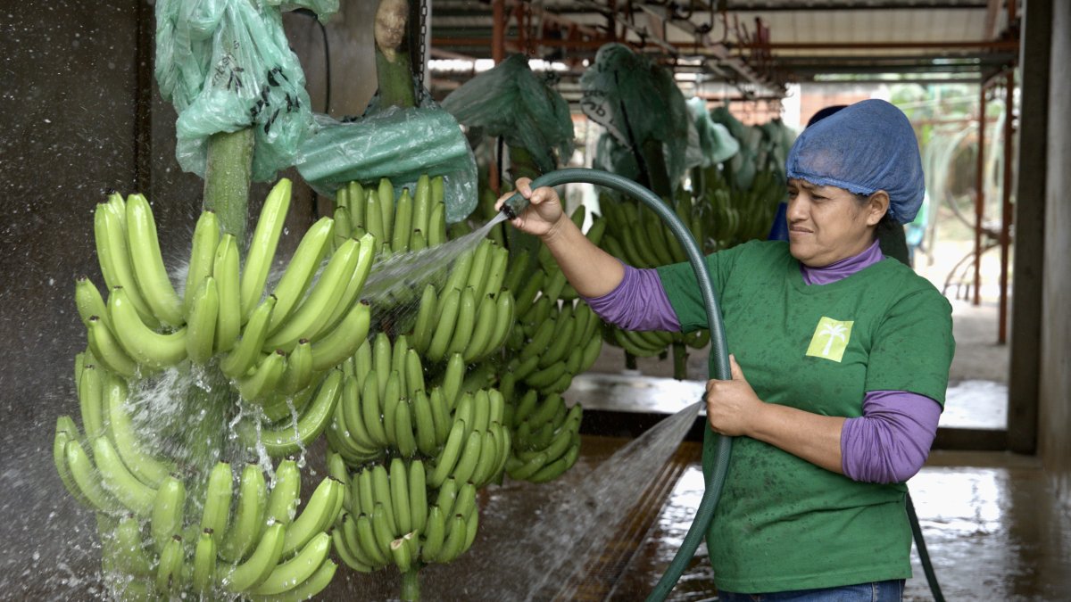 Ecuador's Economic Growth: Sales Surge and Sector Analysis