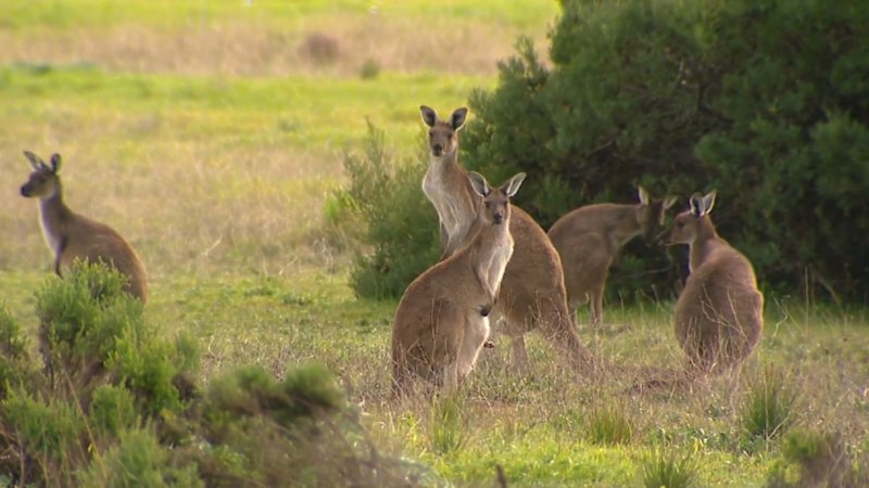 Kangaroos Found Dead Near Adelaide in Suspected Animal Cruelty Case