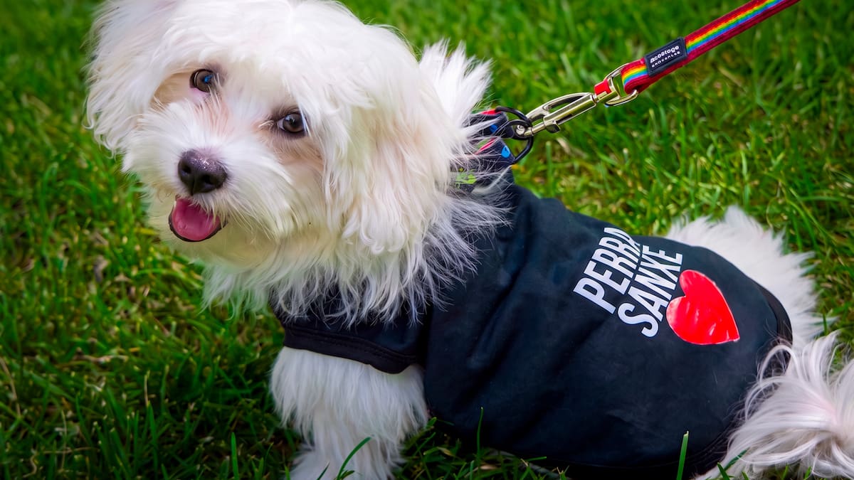 El PSOE y Pedro Sánchez celebran el Día Mundial del Perro