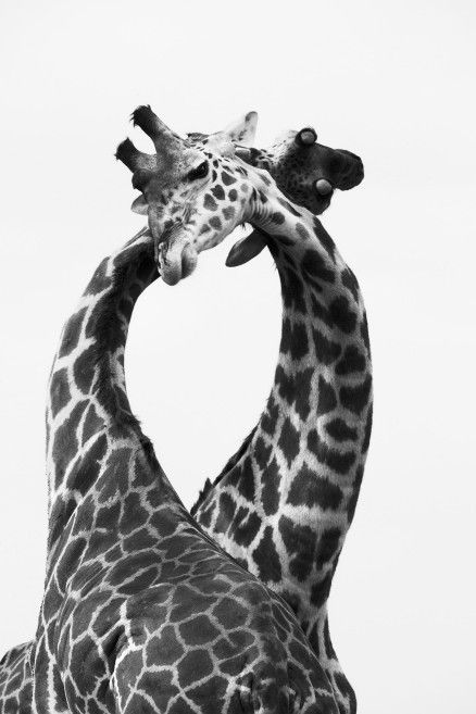 Africa_006_A_site.jpg