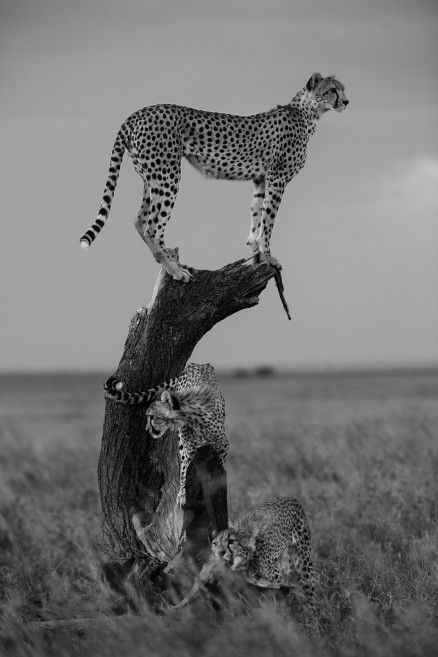 Africa_106_site.jpg