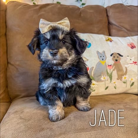 Toy Aussiedoodle Puppy
