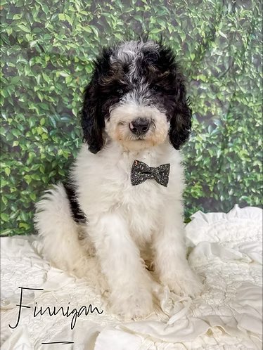 Mini Bernedoodle Puppy