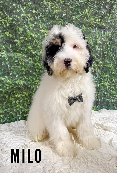 Mini Multigen Bernedoodle Puppy
