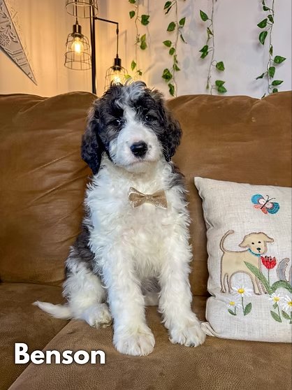 Saint Berdoodle Puppy