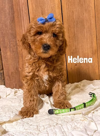 Micro Mini Goldendoodle Puppy