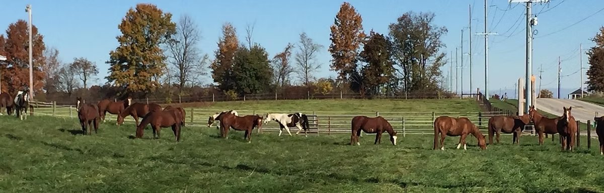 Yarnelle Farms Equine