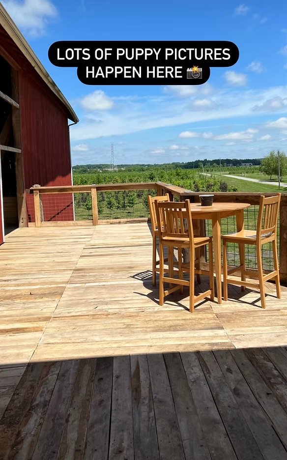 Puppy photo spot on deck