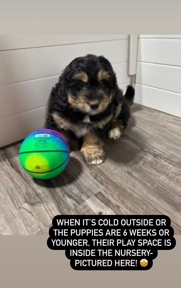 Puppy indoor play space