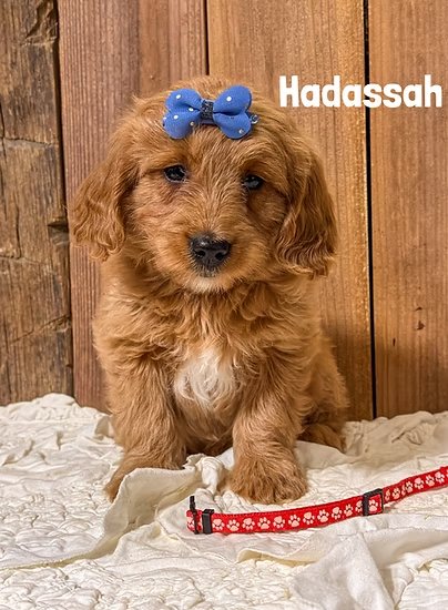 Hadassah 2
