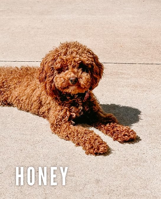 Honey