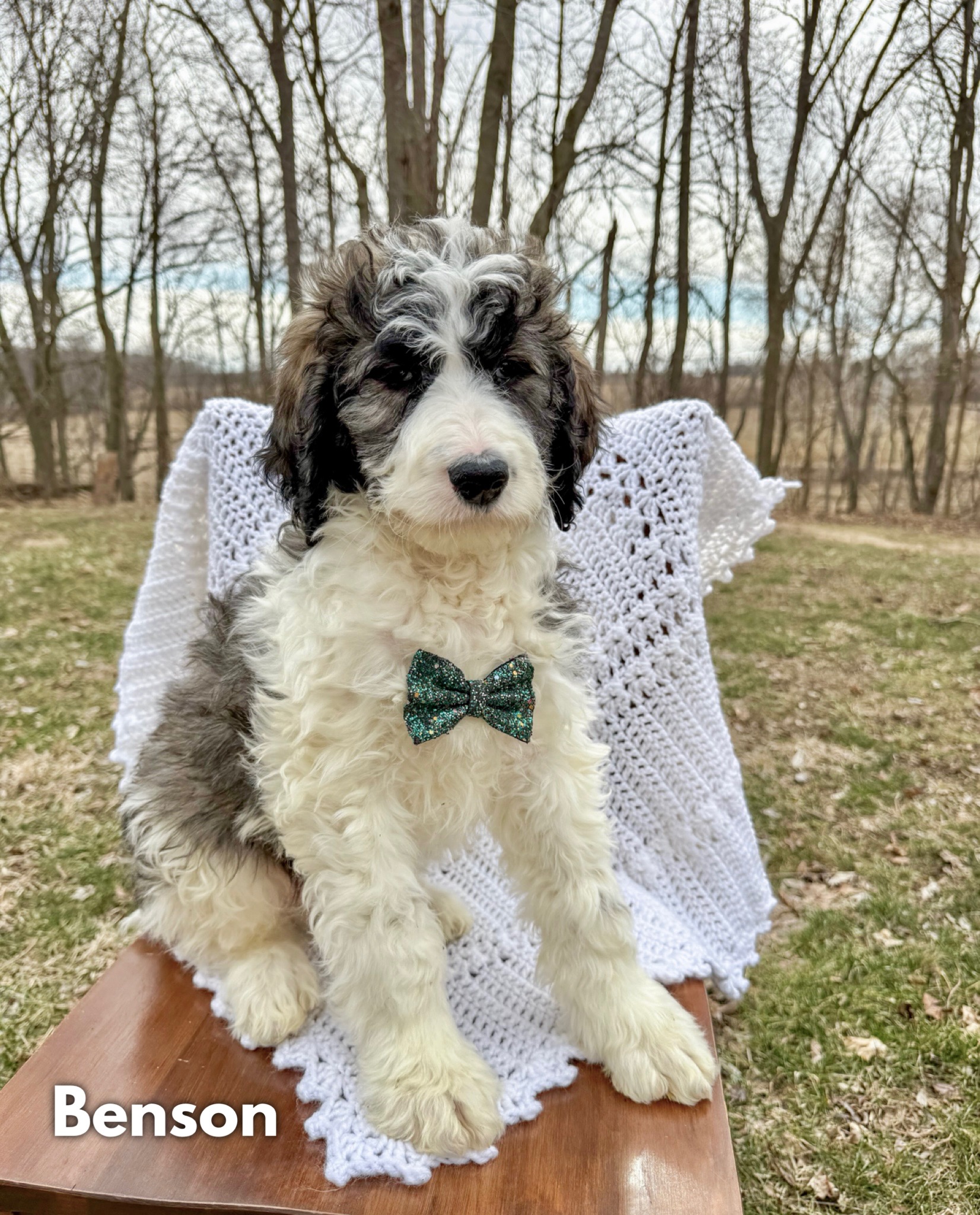 Saint Berdoodles — Blake