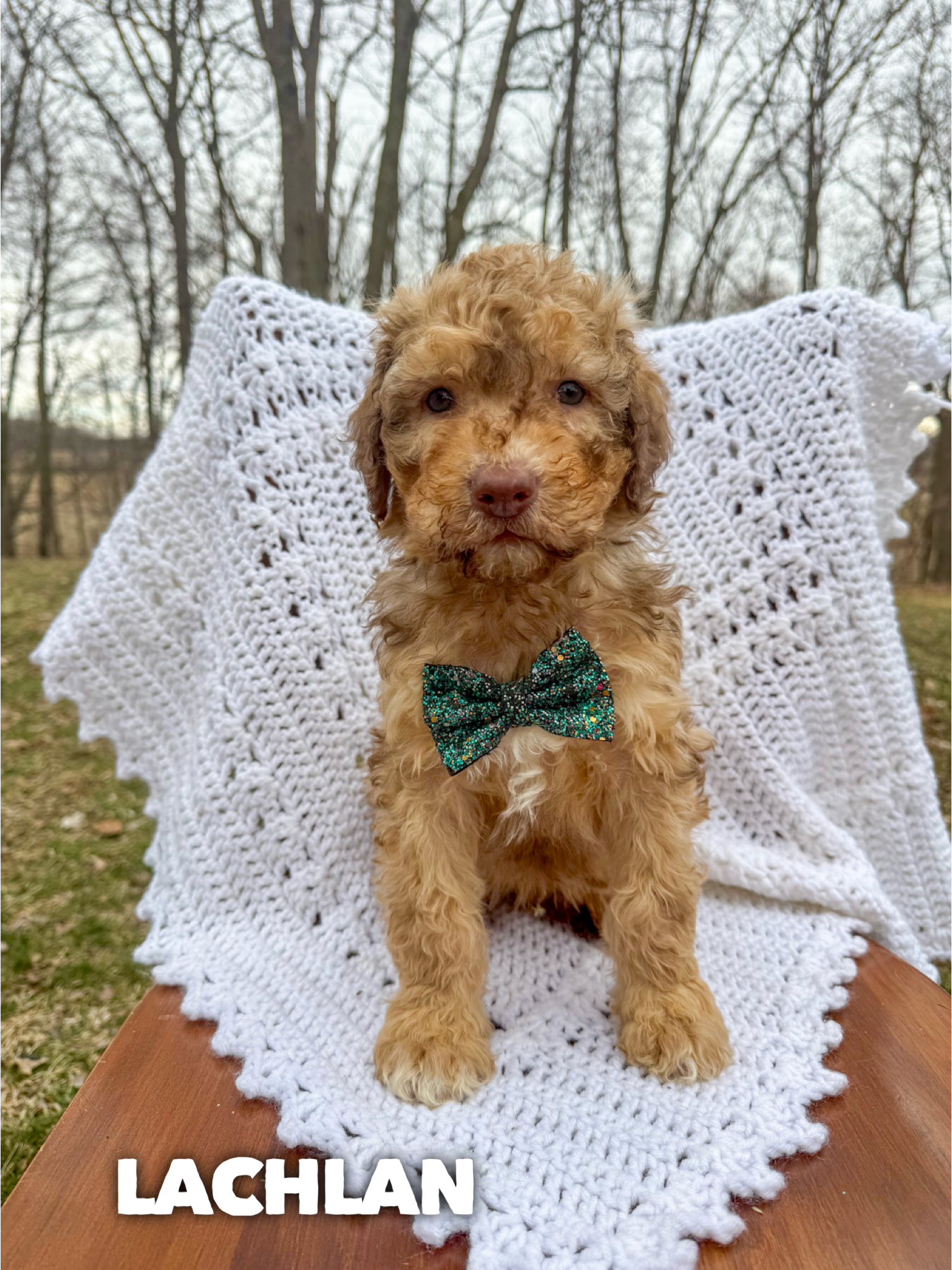 Saint Berdoodles-Lucy puppy