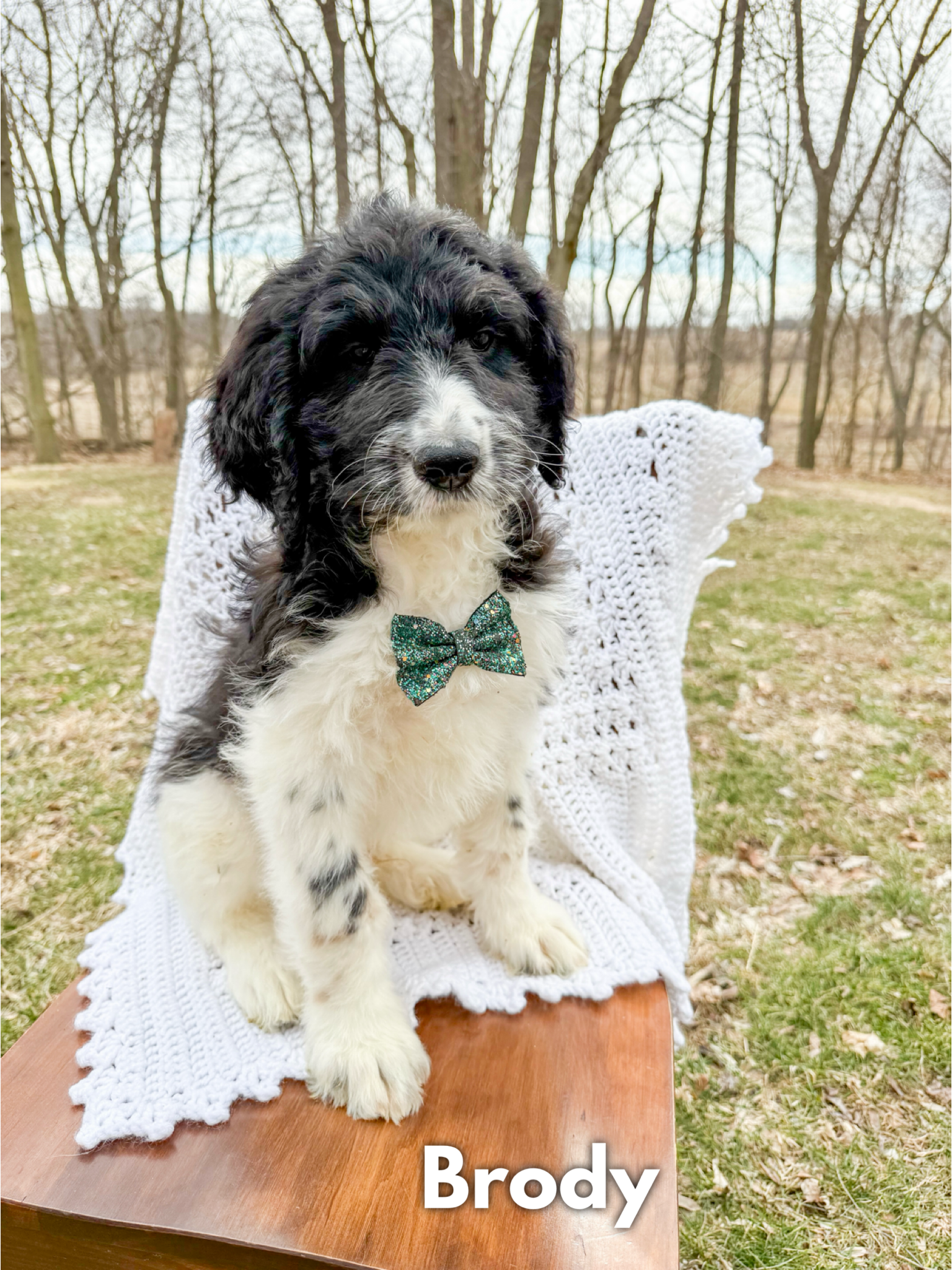 Saint Berdoodles — Blake puppy