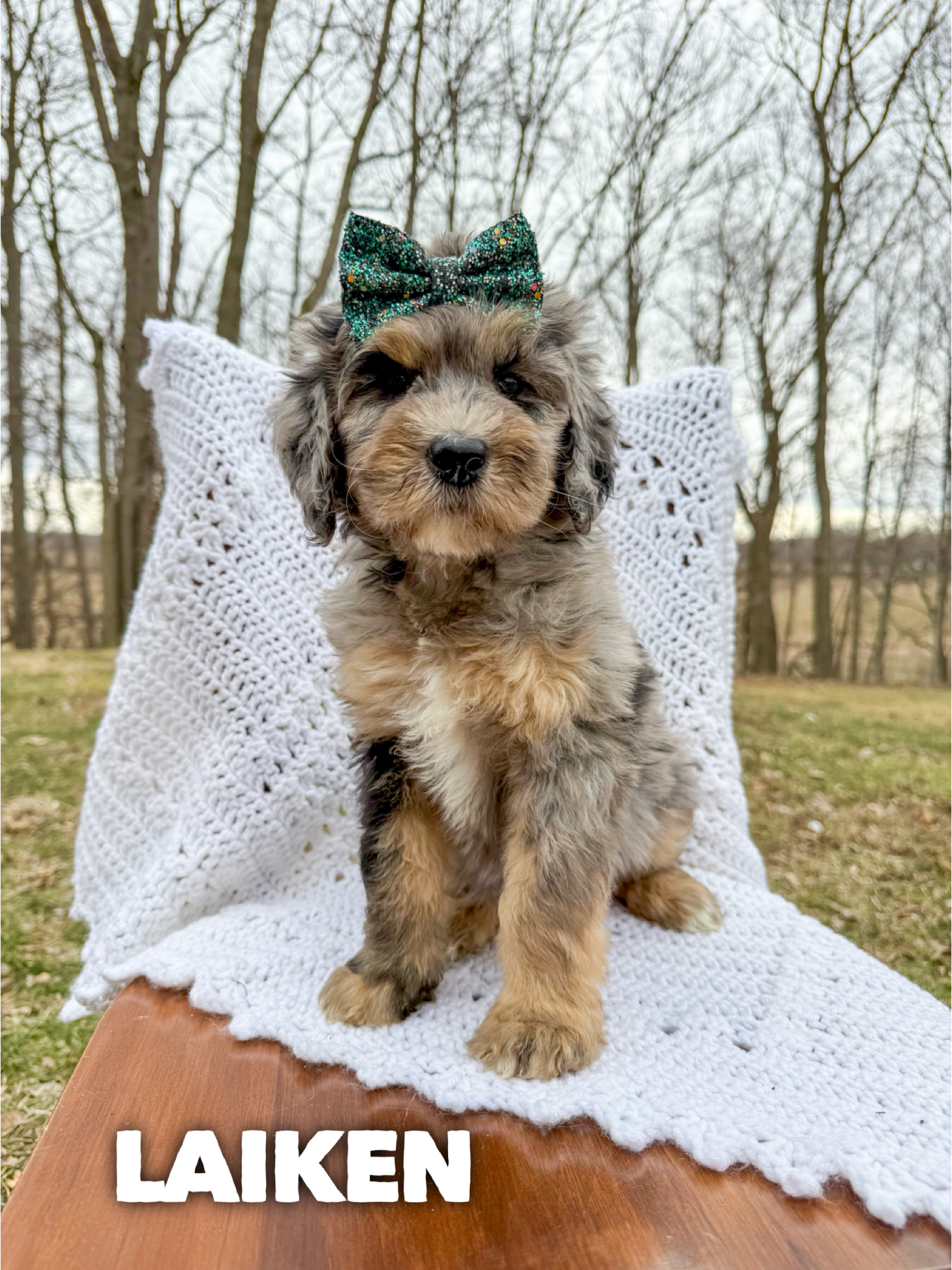 Saint Berdoodles-Lucy