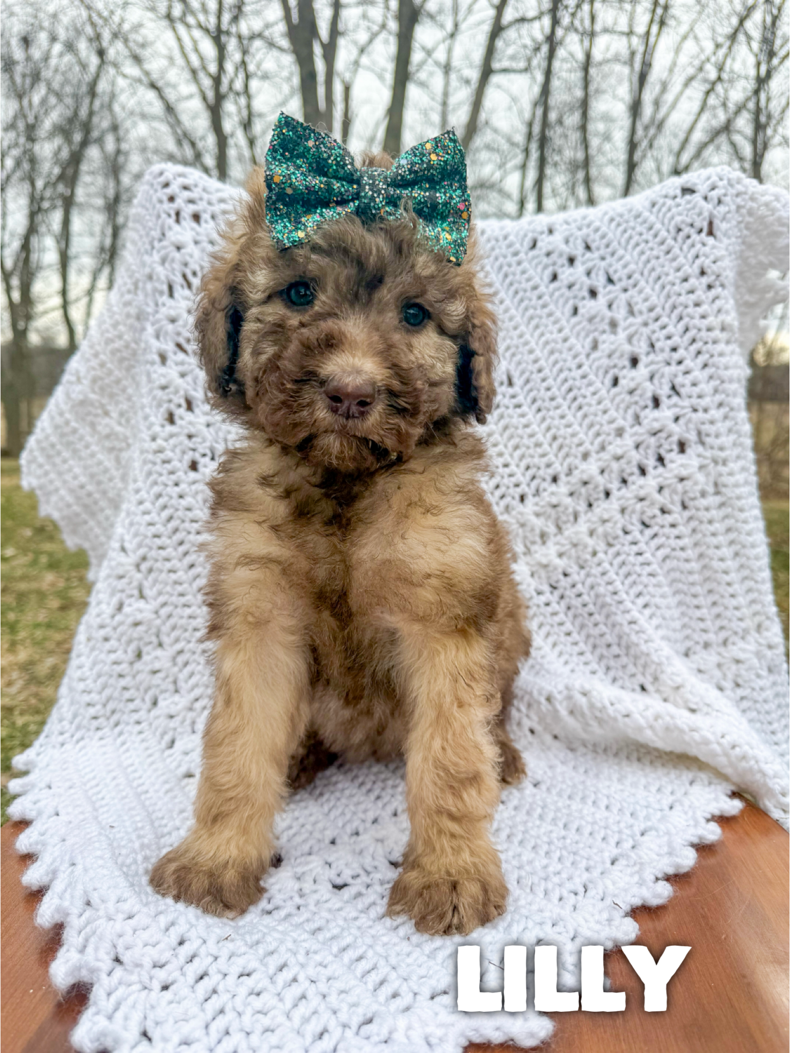 Saint Berdoodles-Lucy puppy