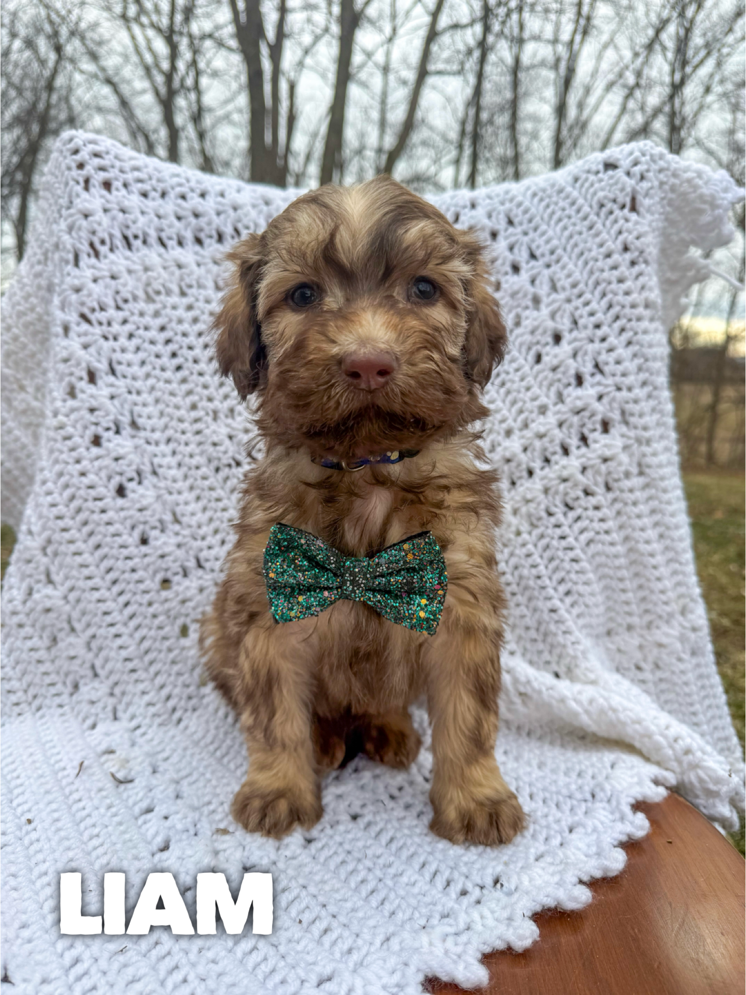 Saint Berdoodles-Lucy puppy