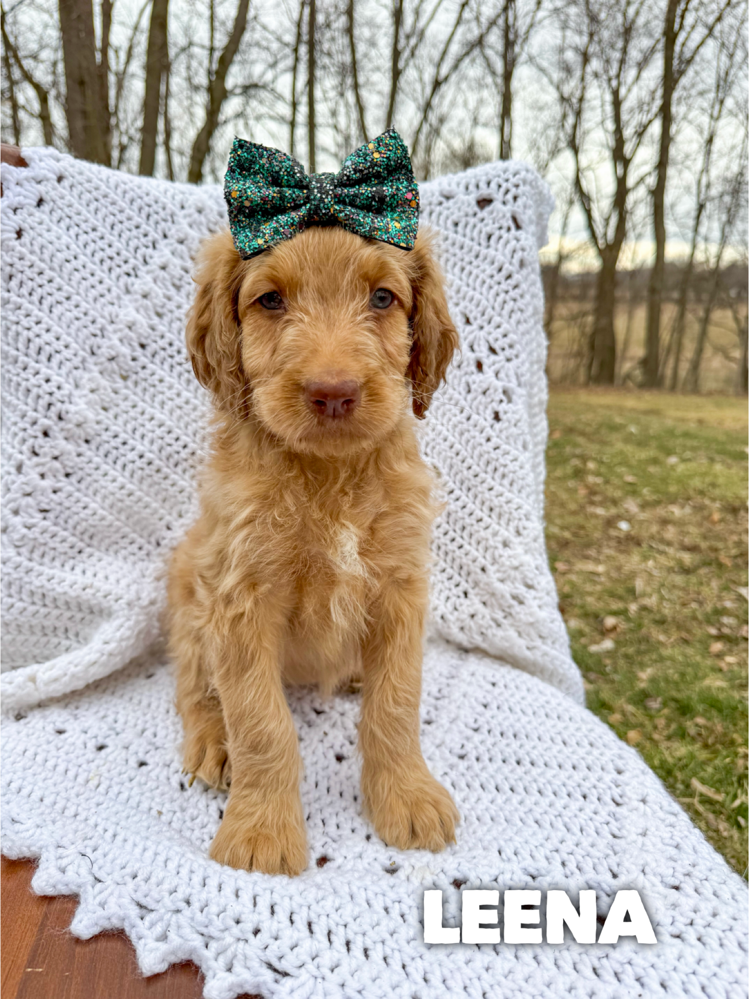 Saint Berdoodles-Lucy puppy