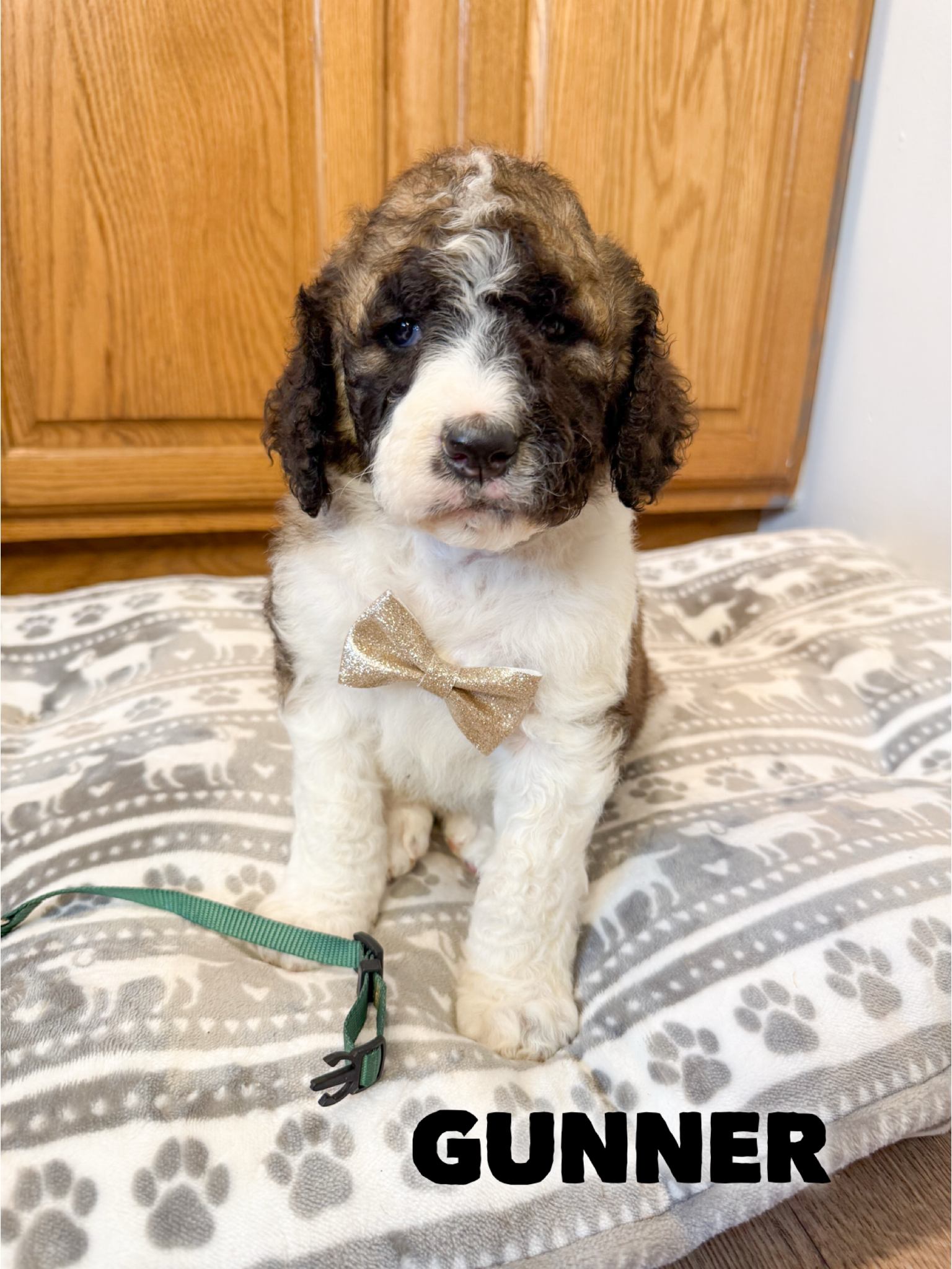 Saint Berdoodles — Gracie puppy