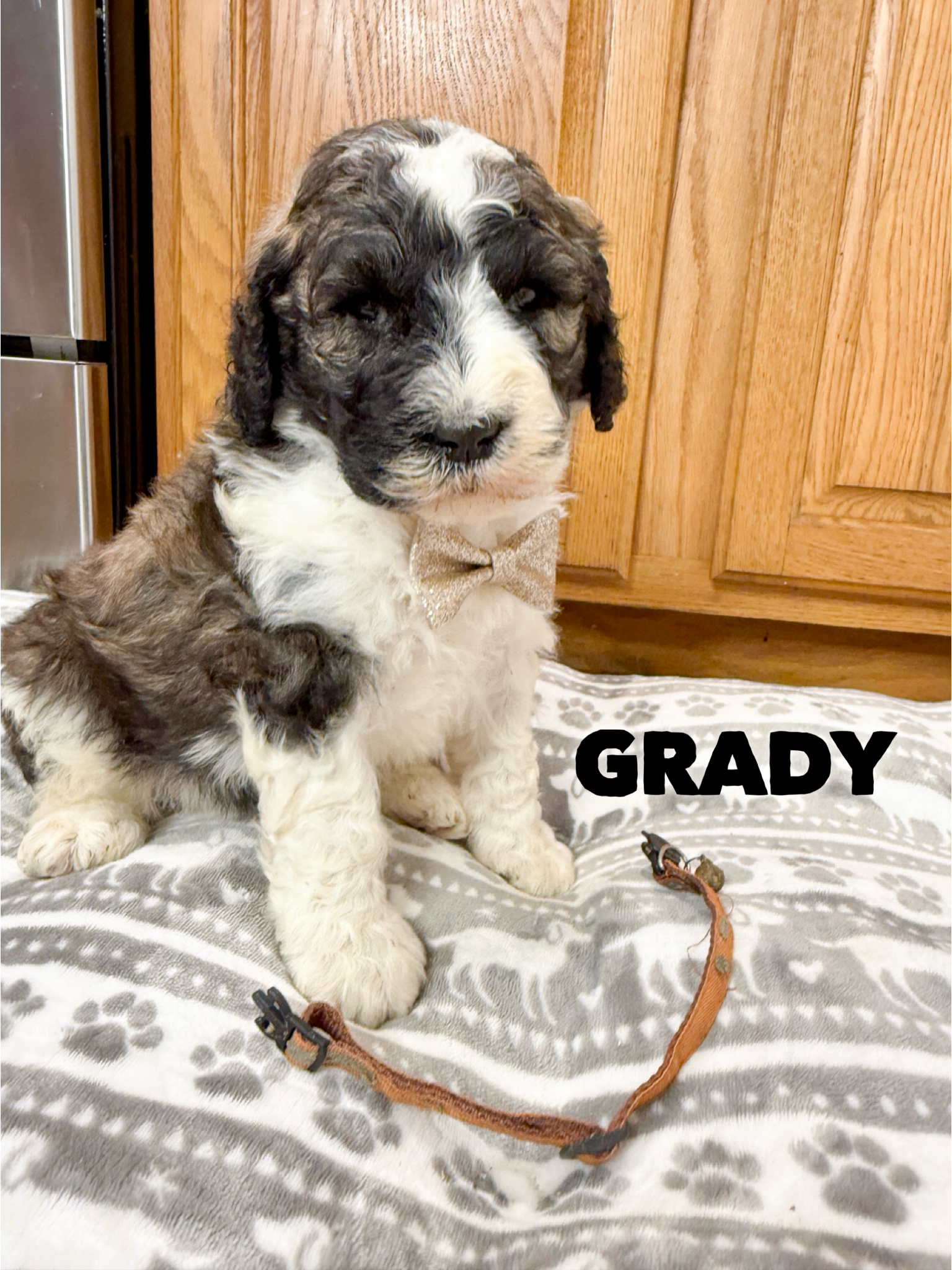 Saint Berdoodles — Gracie puppy