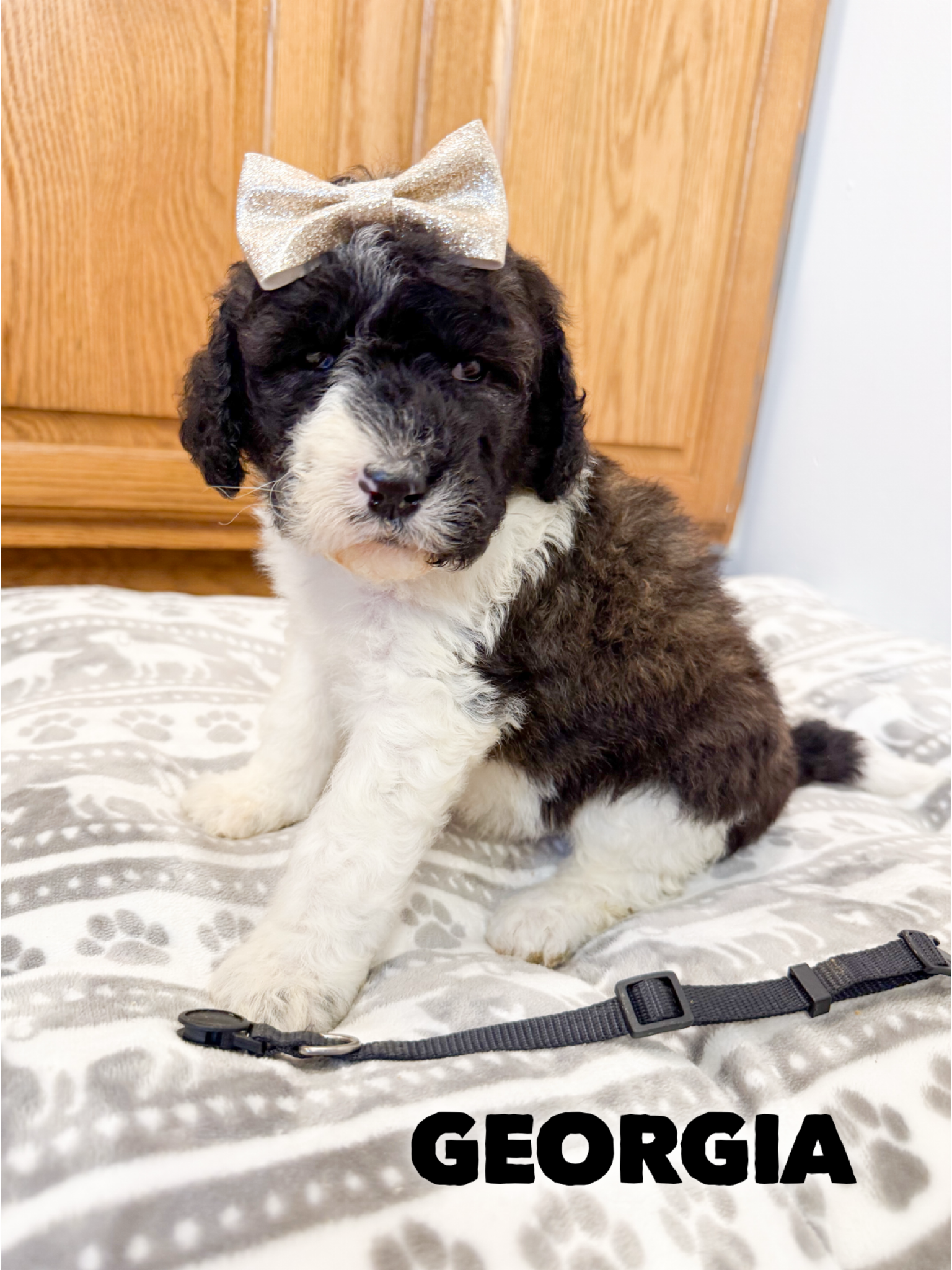 Saint Berdoodles — Gracie puppy