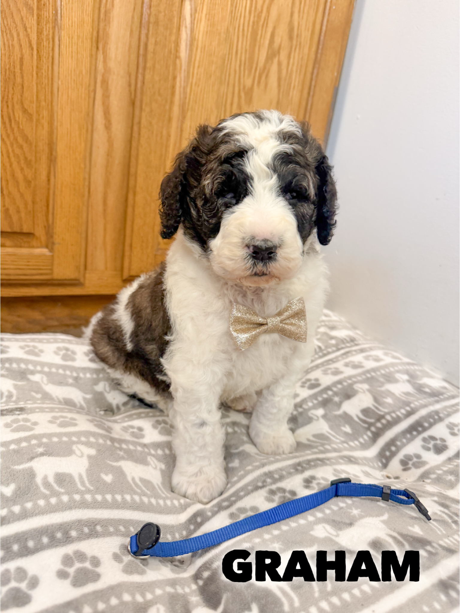 Saint Berdoodles — Gracie puppy
