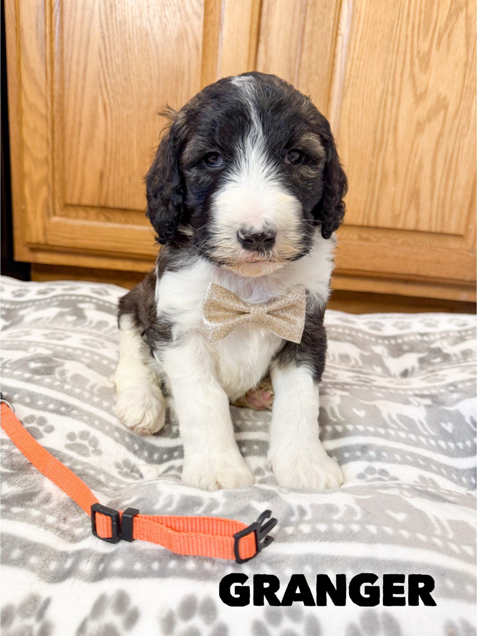 Saint Berdoodles — Gracie puppy