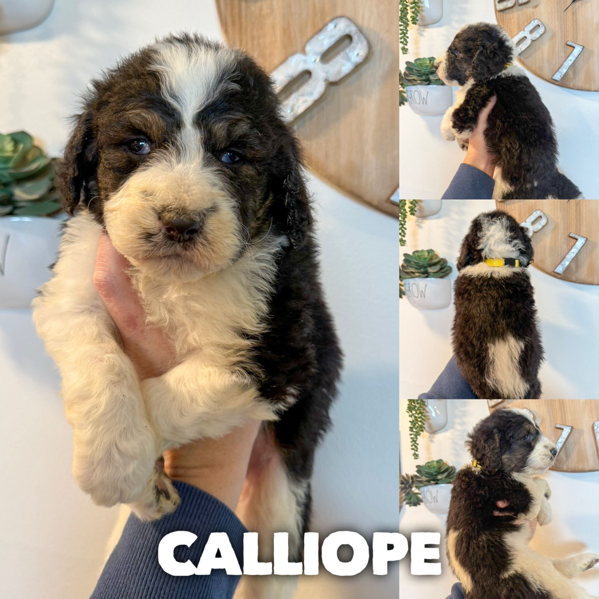F1B Saint berdoodles- Callie puppy