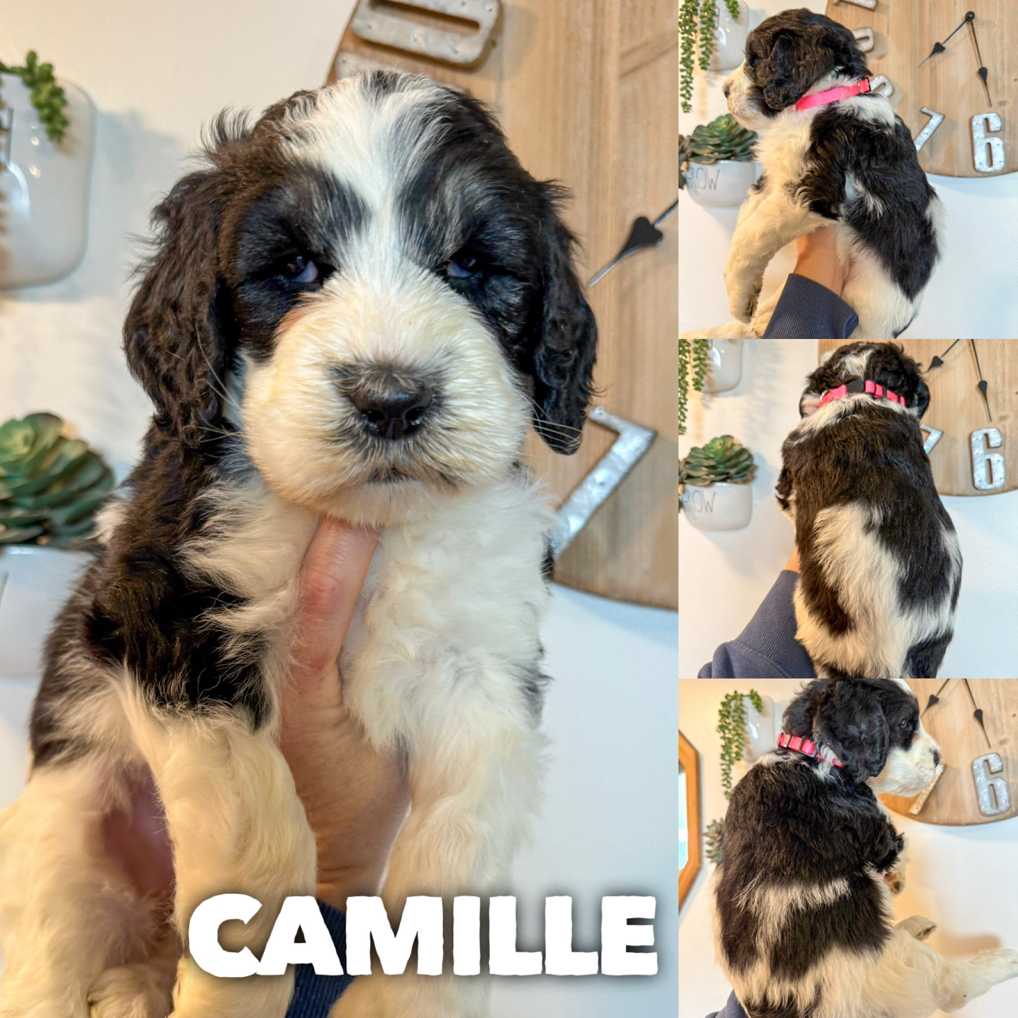 F1B Saint berdoodles- Callie puppy