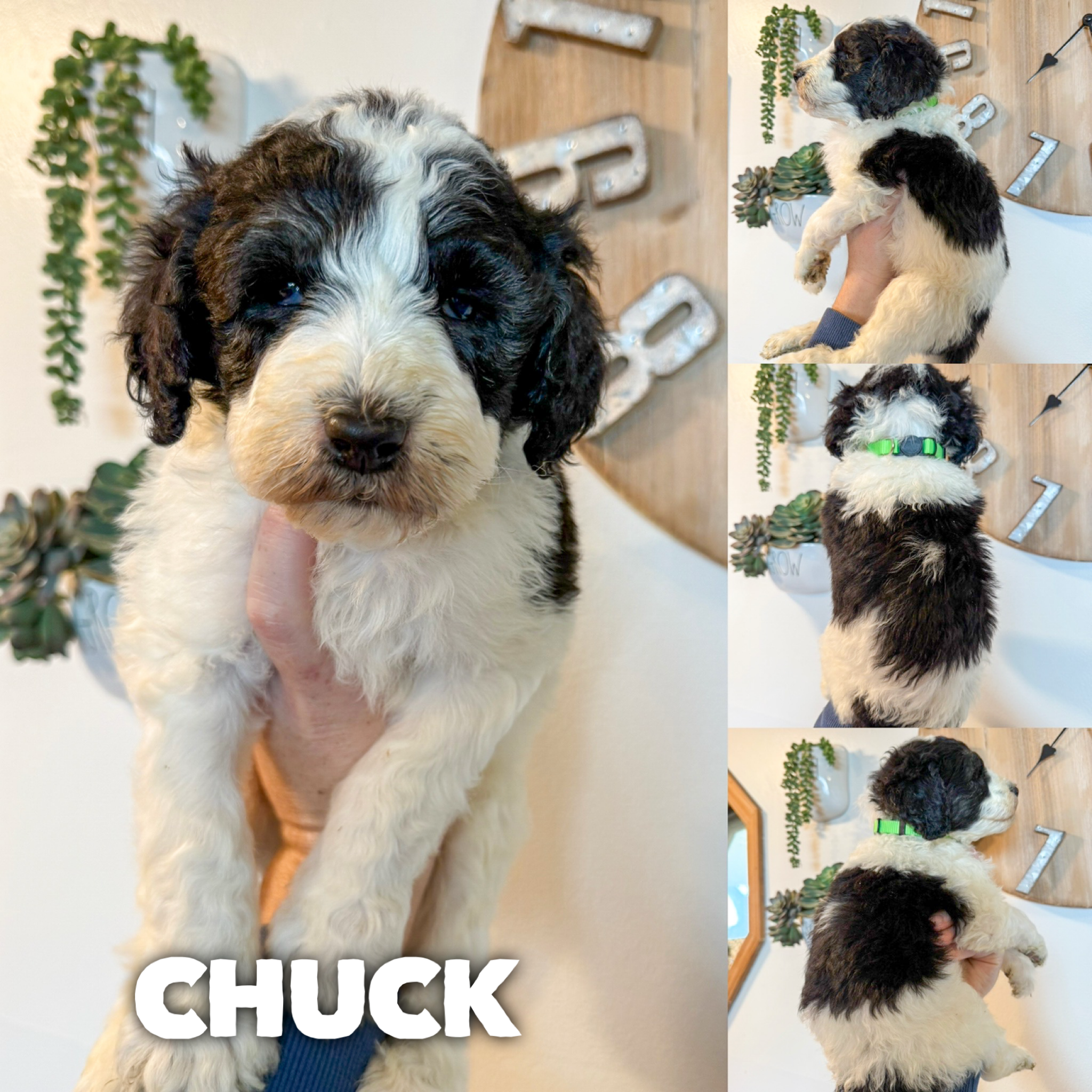 F1B Saint berdoodles- Callie puppy