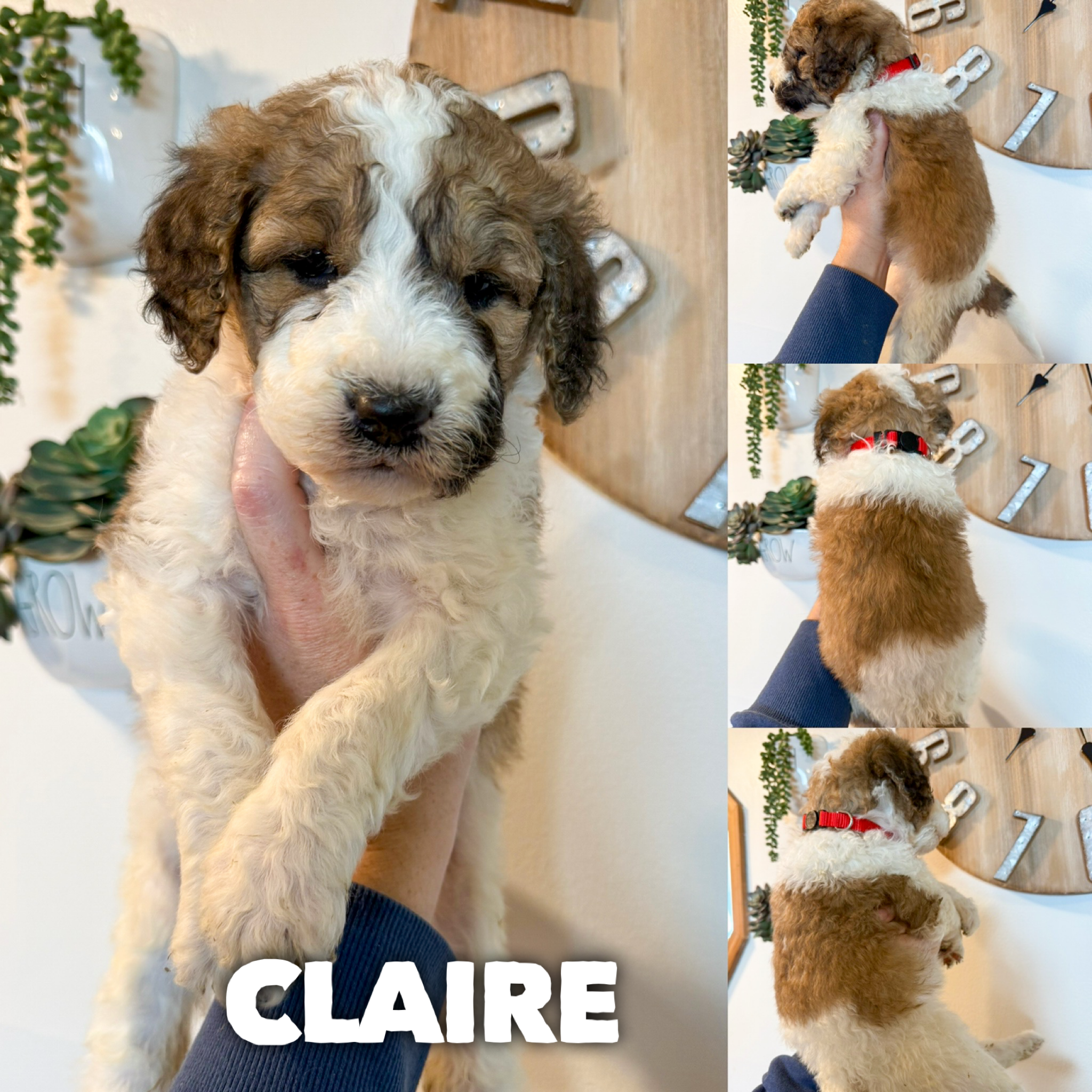 F1B Saint berdoodles- Callie puppy